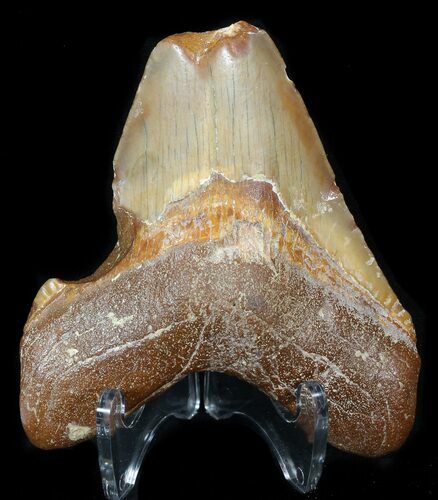 Bargain Moroccan Megalodon Tooth - #44143